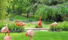 paris-jardin-des-plantes-flamingos